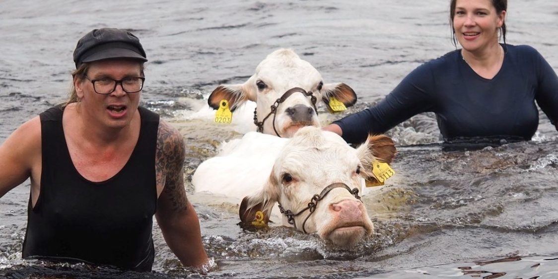 Mervi Honkatukia Lehmien uitto